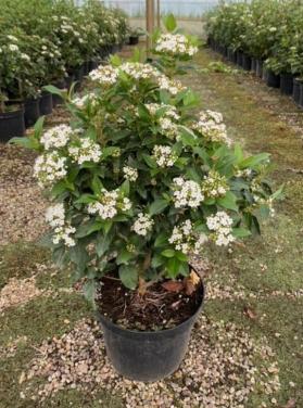 Viburnum tinus struiken in diverse maten
