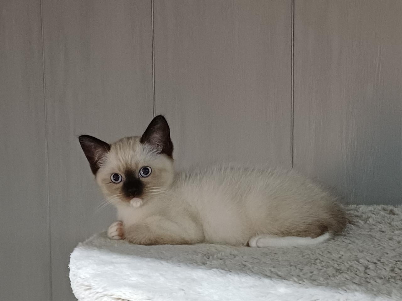 Prachtige Britse Korthaar x Ragdoll kittens beschikbaar.