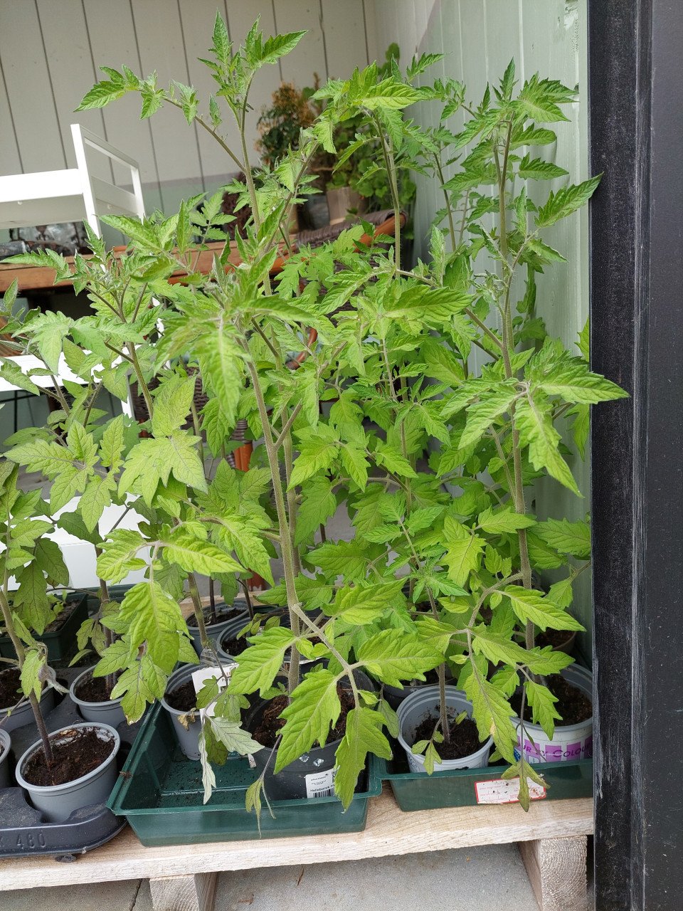 Tomatenplanten