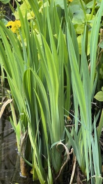 Vijverplant , gele lis en dotterbloem