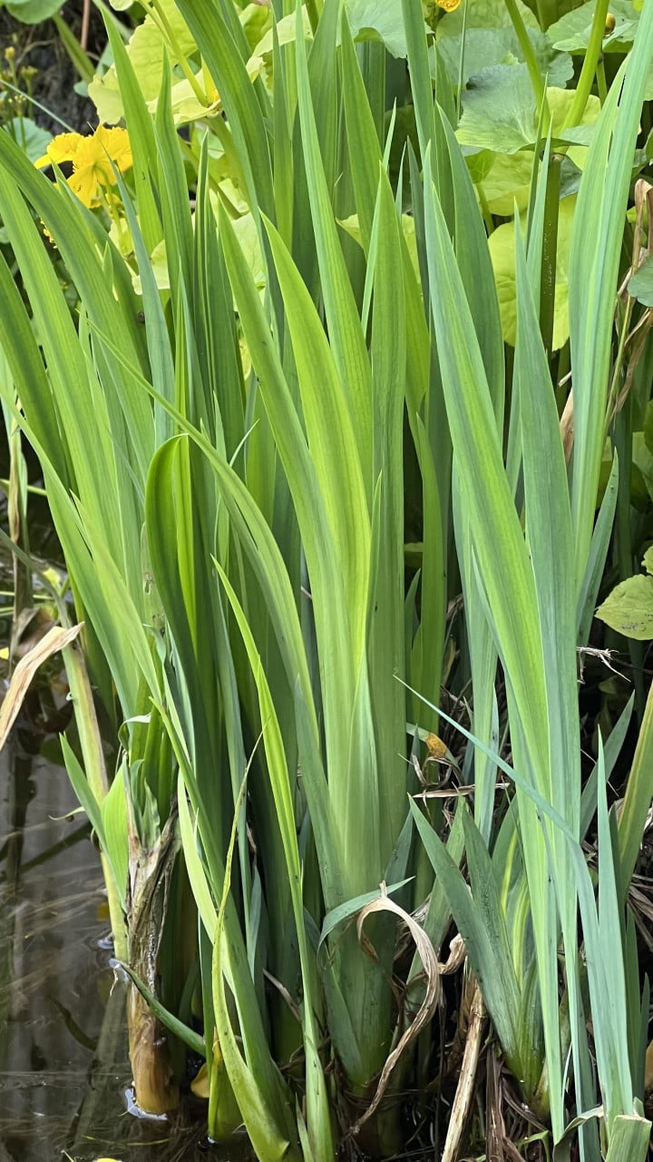 Vijverplant , gele lis en dotterbloem