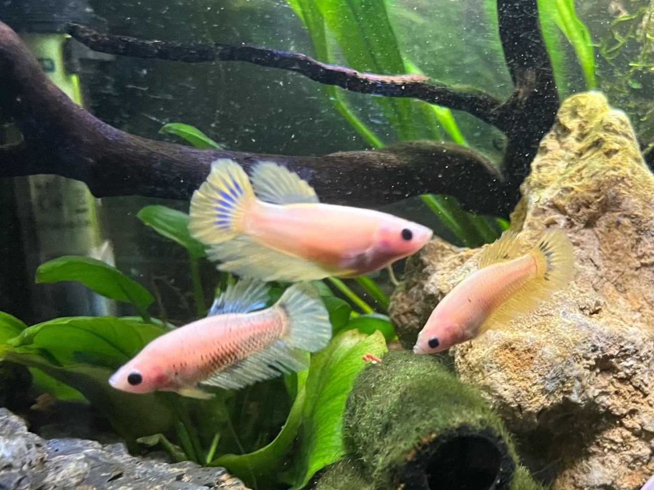 Betta vissen vrouw geel, blauw