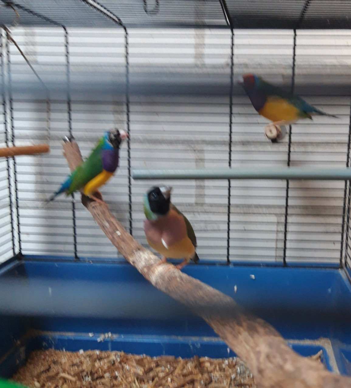 Vogels