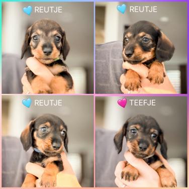 De Liefste Teckel pups