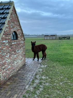 Mooie lieve alpaca ruin