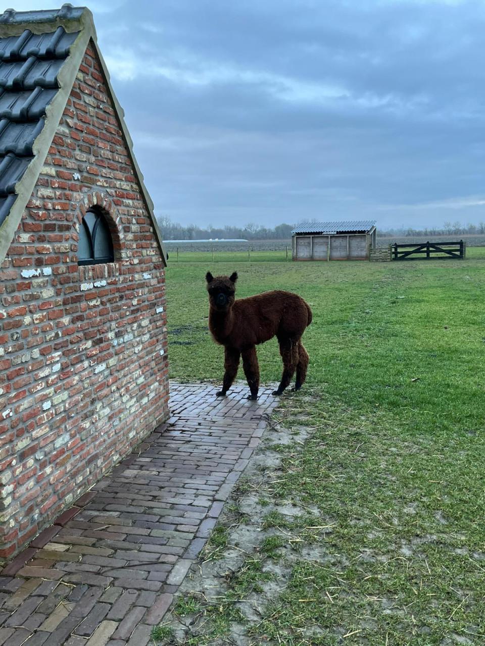 Mooie lieve alpaca ruin