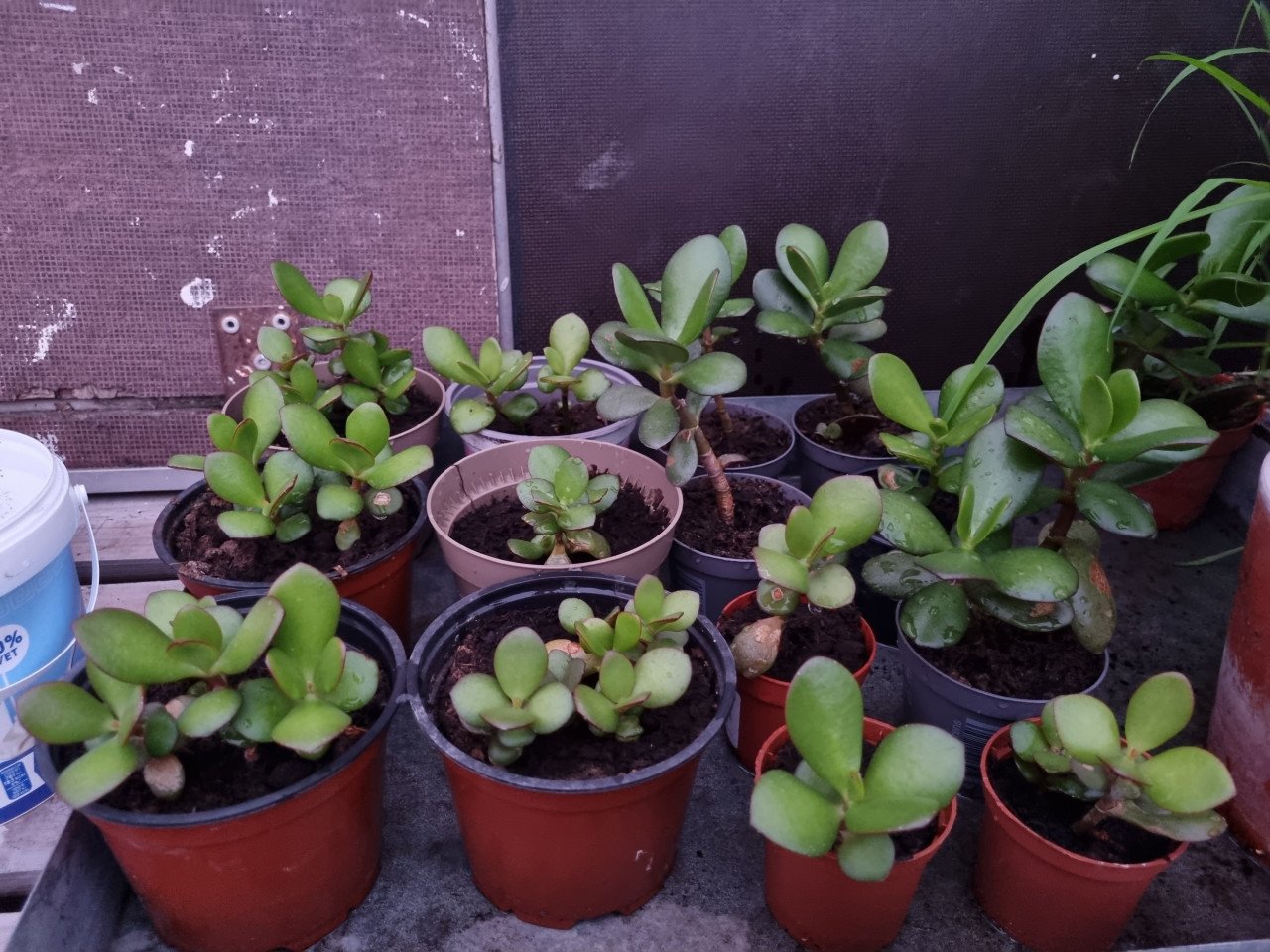 Vetplanten
