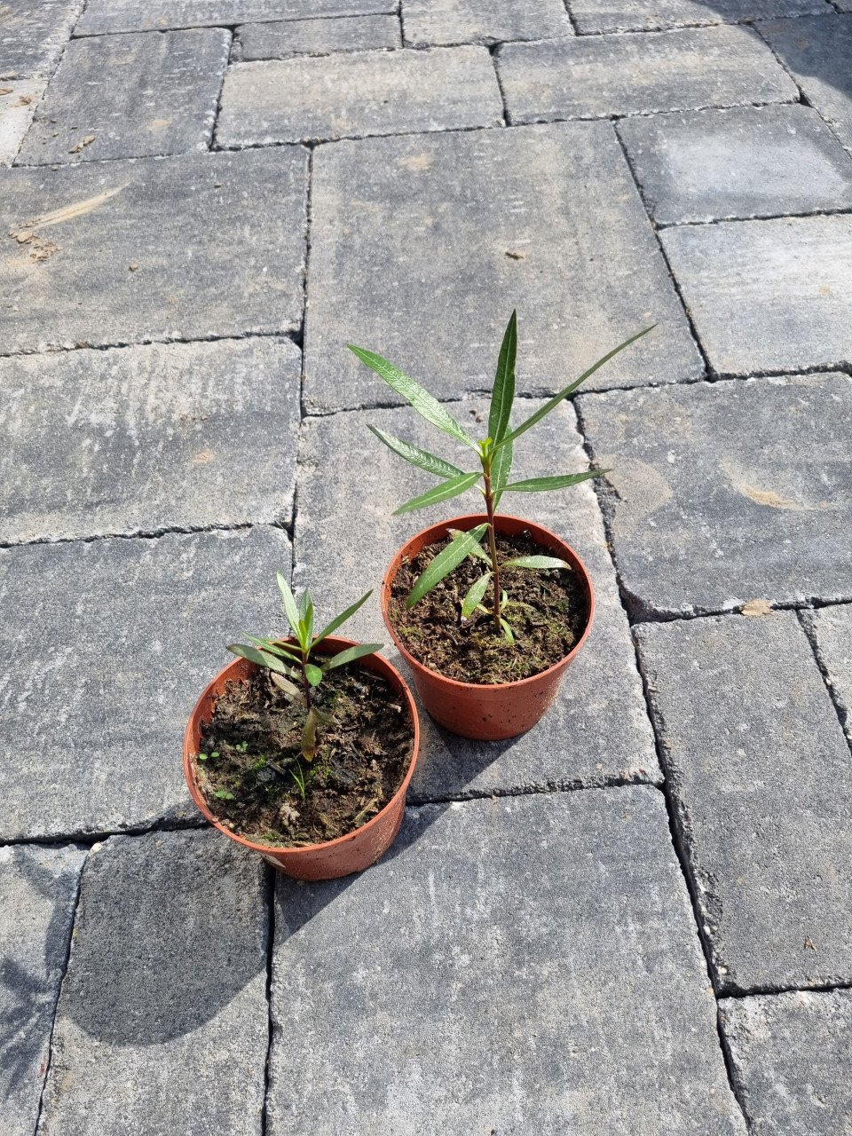 Oleander