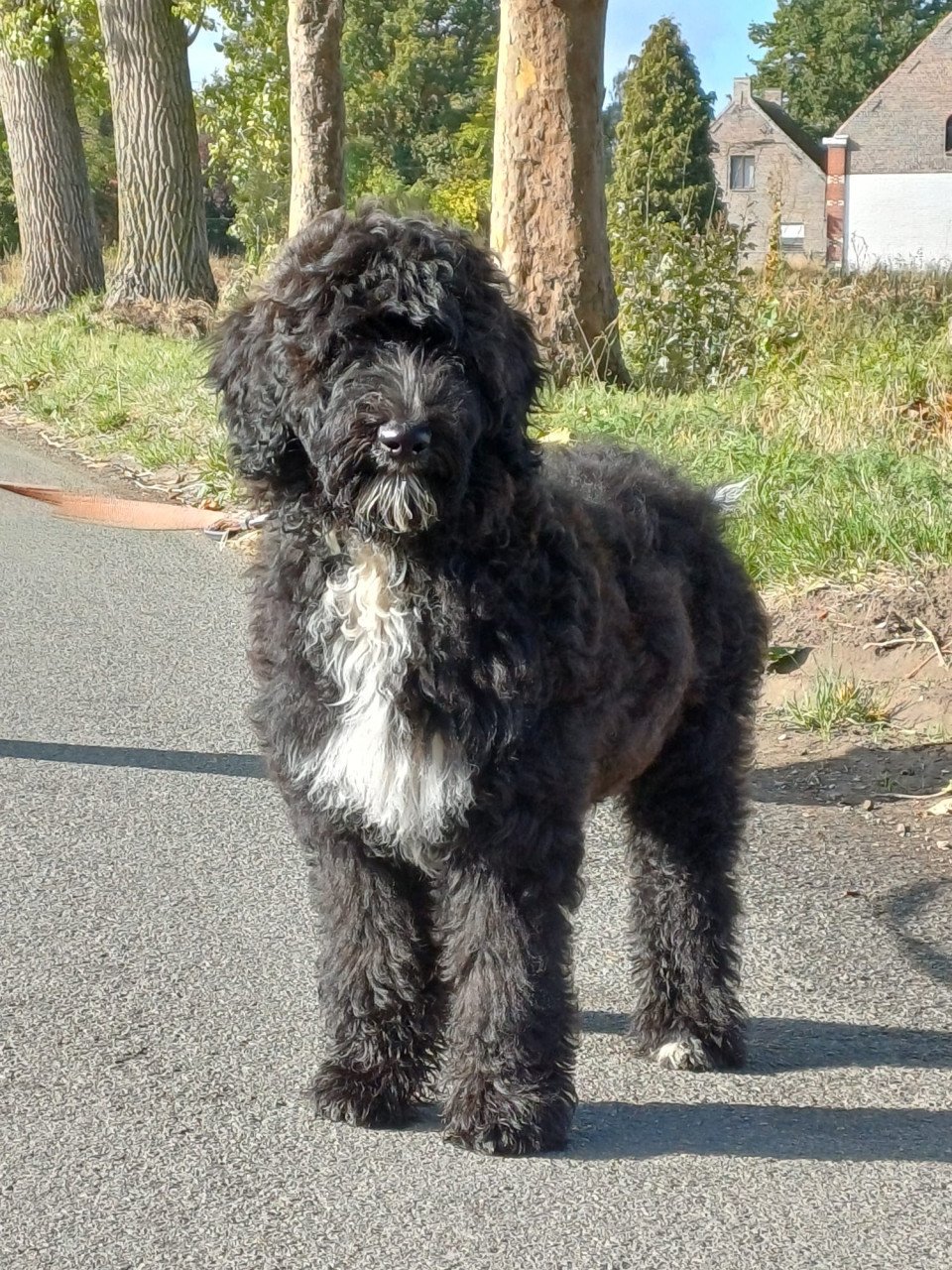 Labradoodle teefje