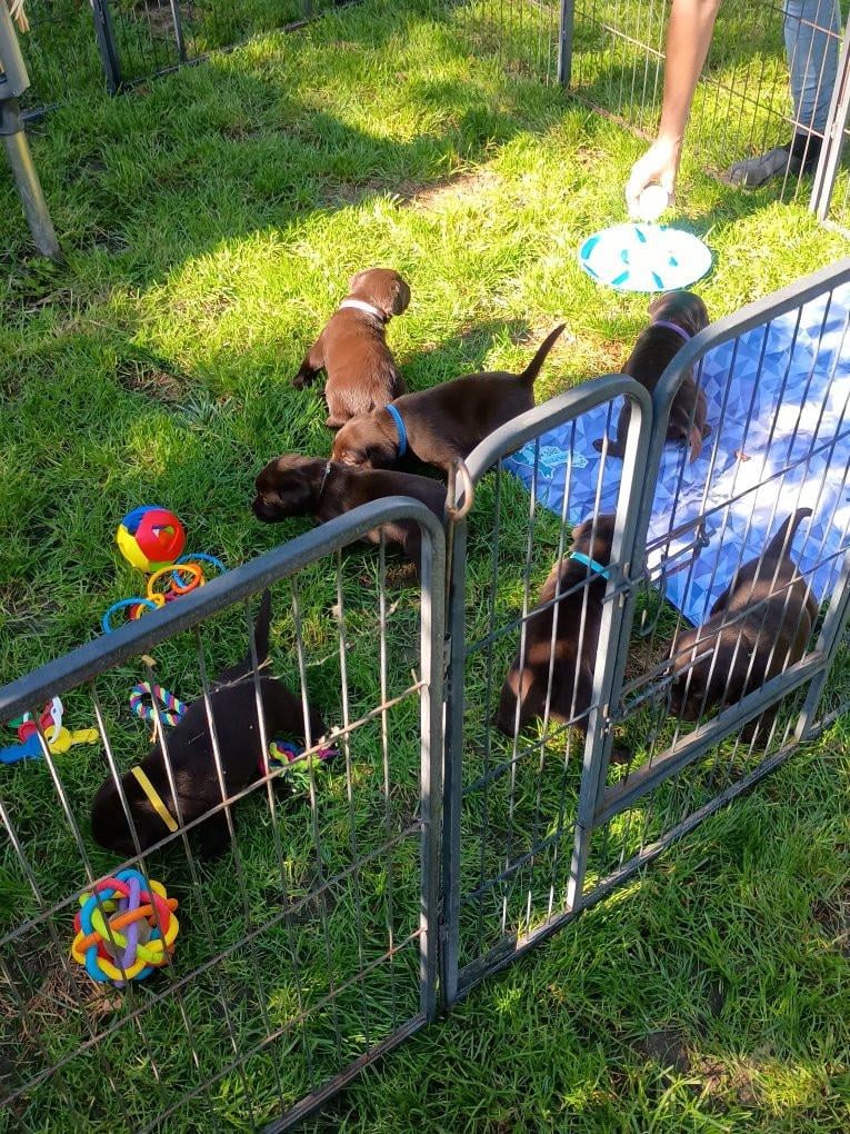 6 labrado puppy's