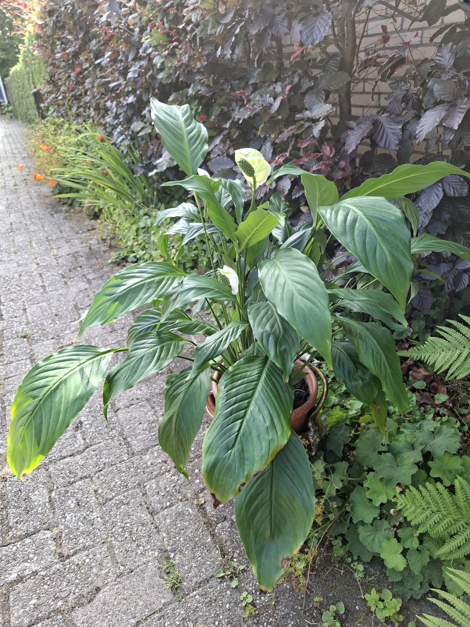 Grote lepel plant, lucht reinigende kamerplant  voor binnen.