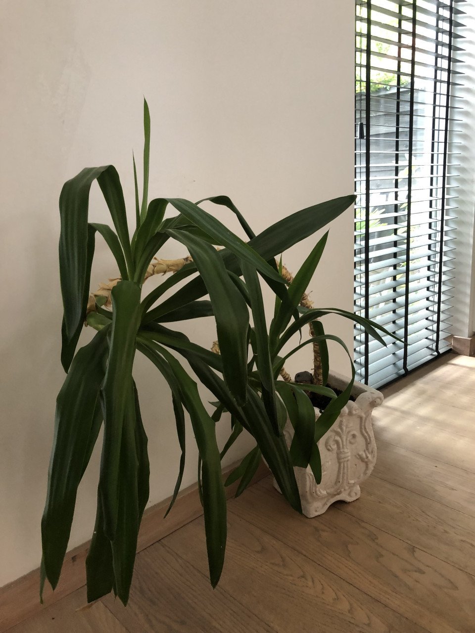 Plant incl. Pot