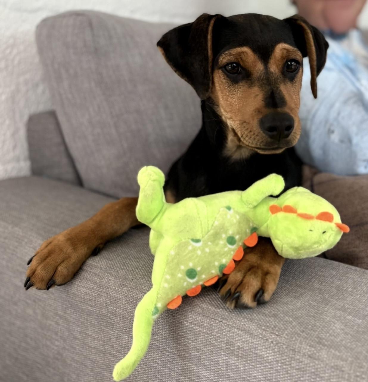 Prachtige Boerenfox pup