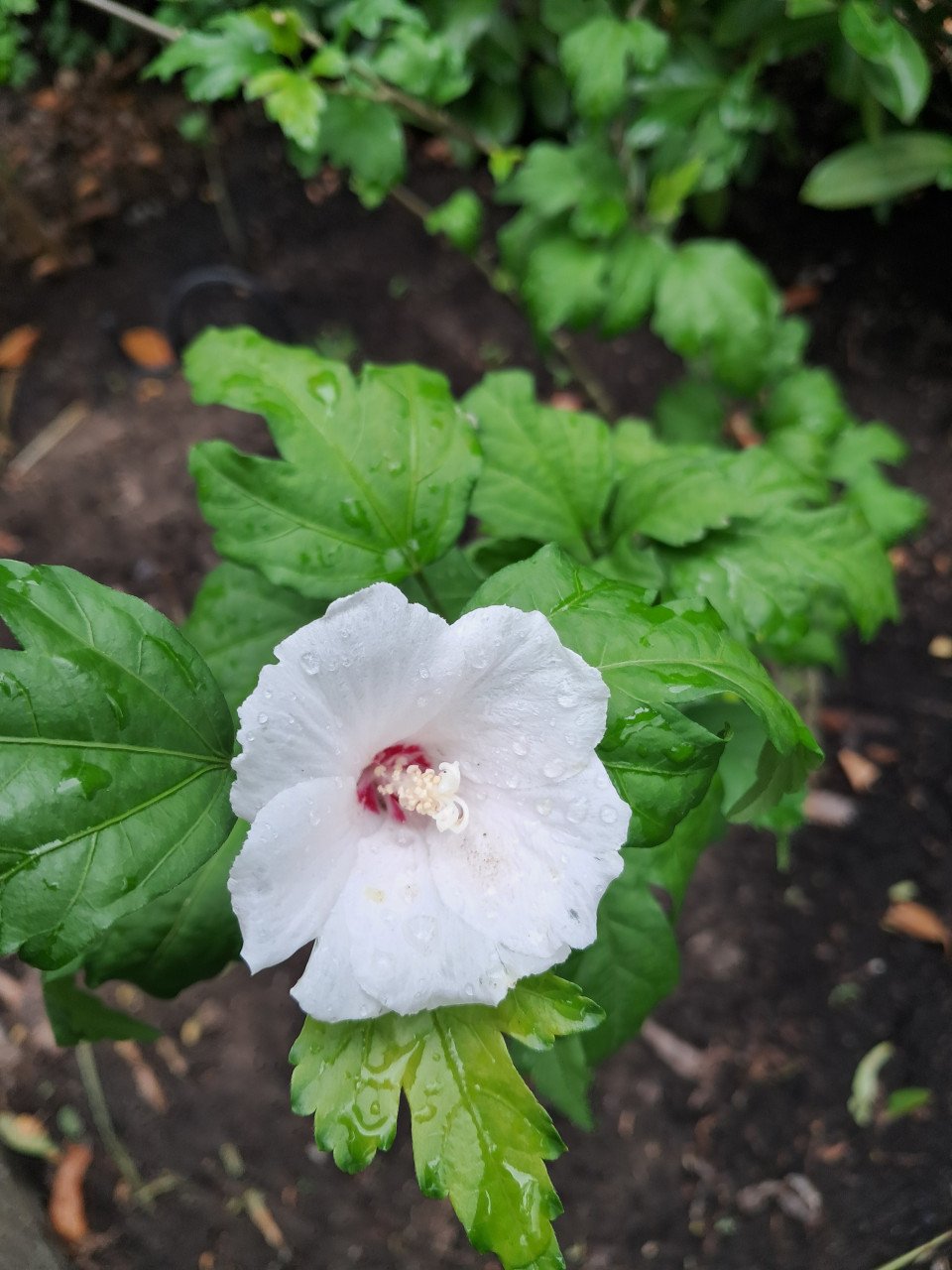Hibiscus zaailingen 40 cm