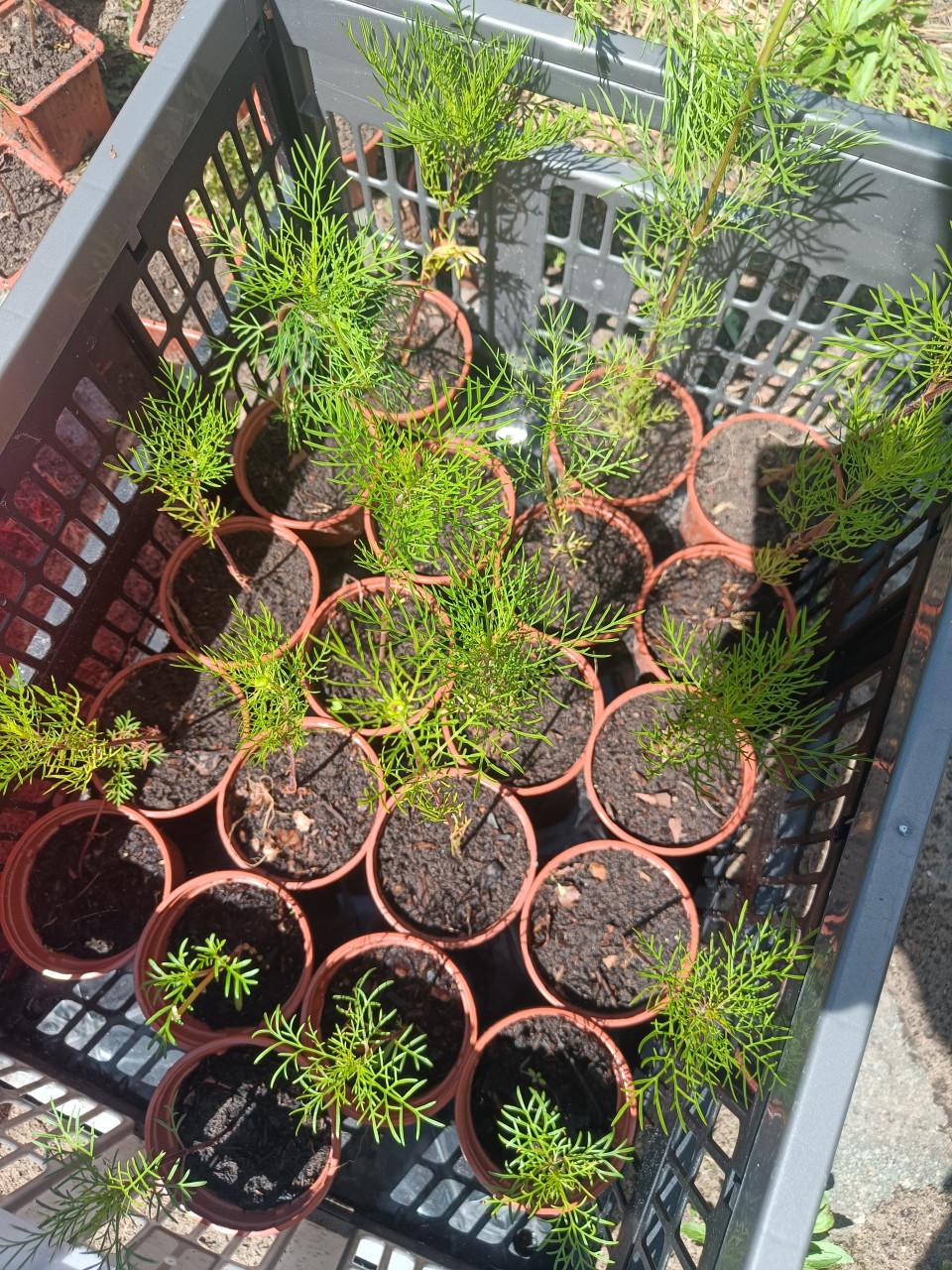 Cosmea stekjes biologisch