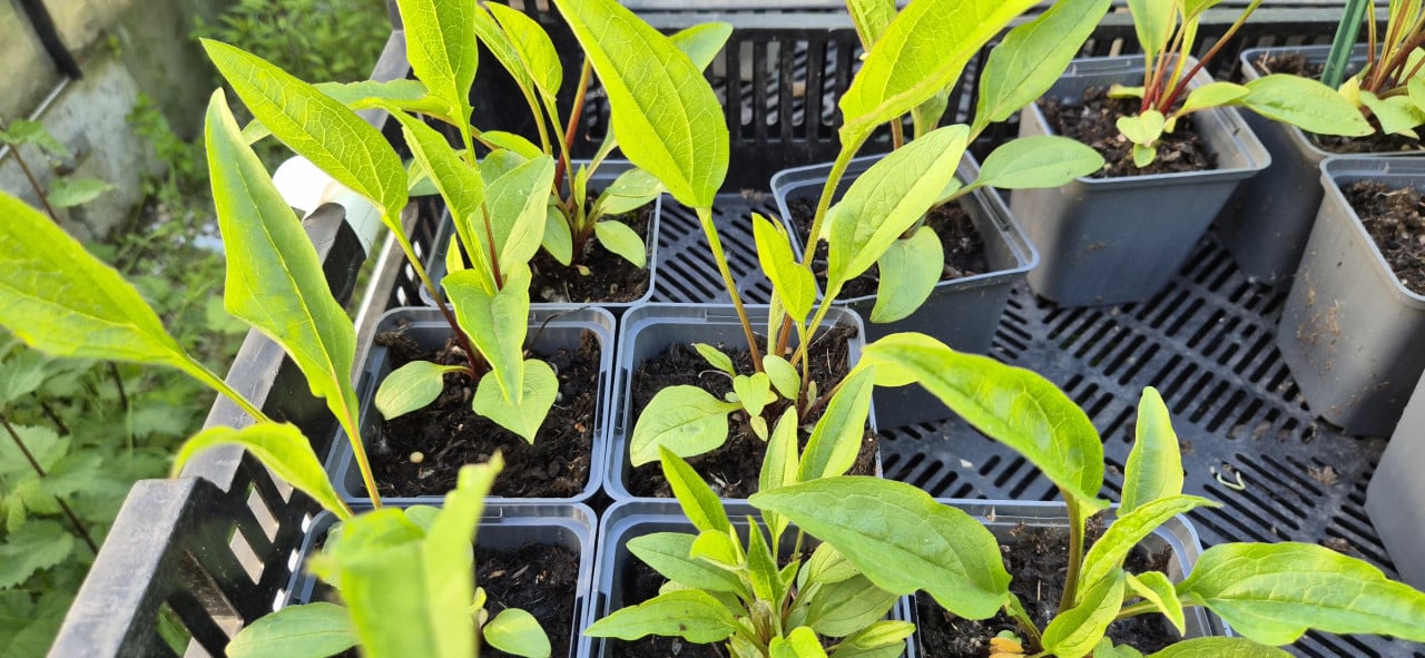 Vaste planten biologisch opgekweekt