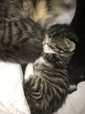 Kittens zoeken gouden mandje!
