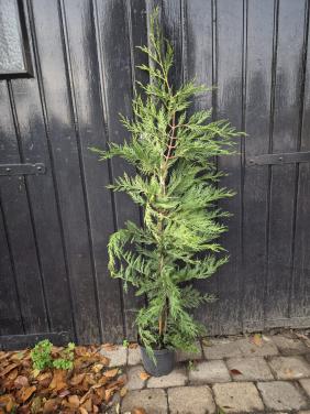 Leylandii haagconiferen 125-150 cm potgekweekt OP=OP