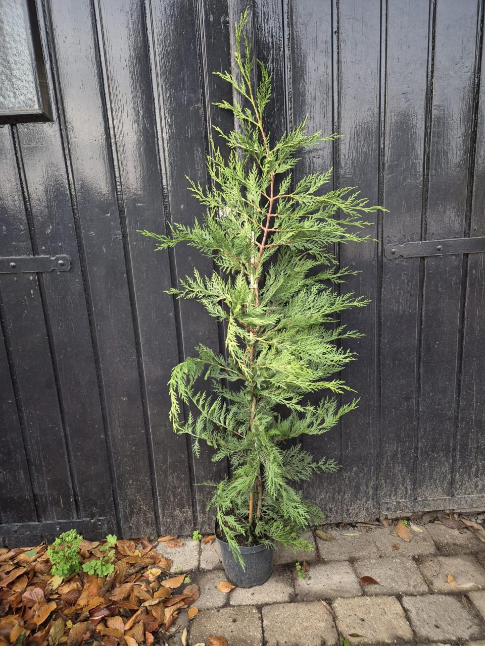 Leylandii haagconiferen 125-150 cm potgekweekt OP=OP