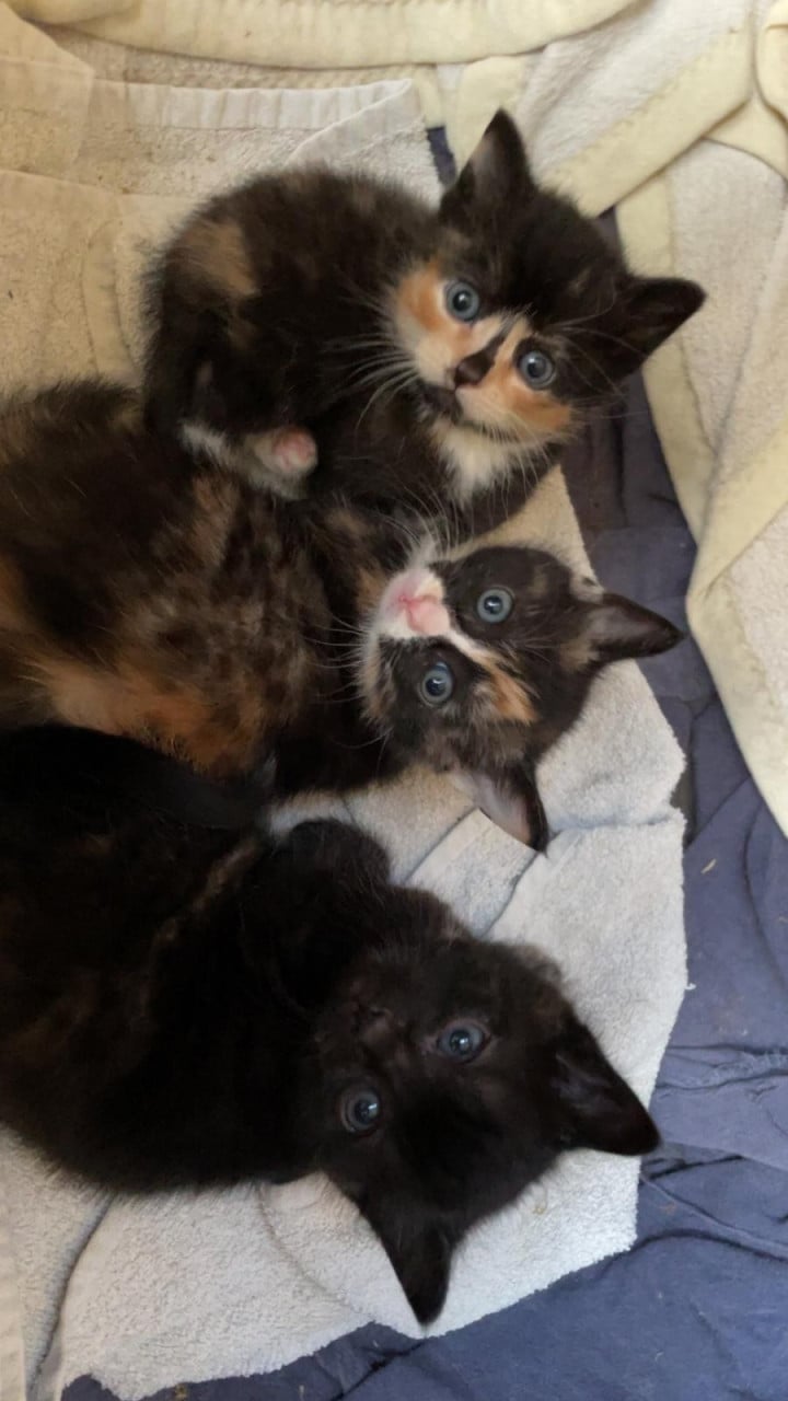 3 mooie boerderijkittens