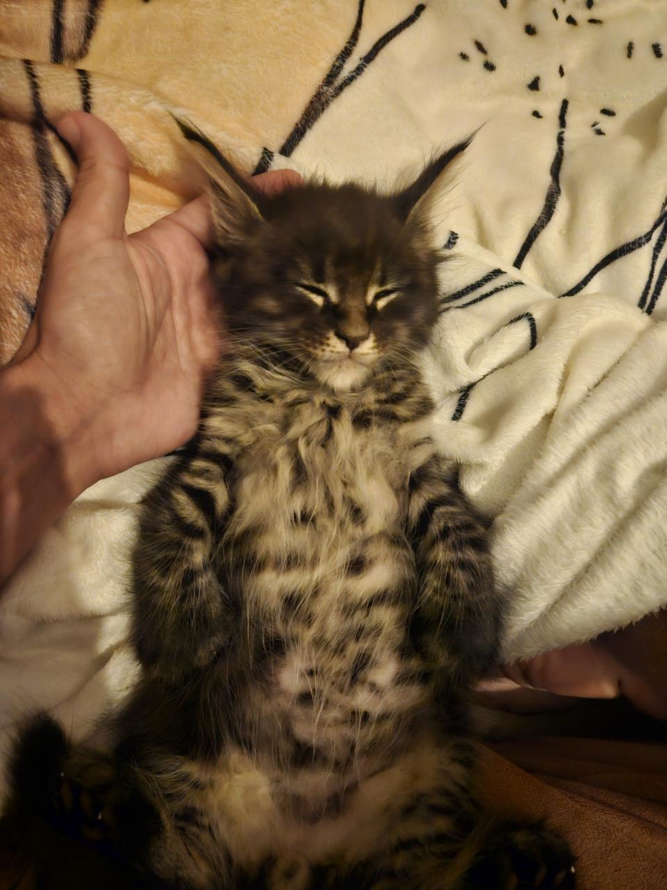 Maine coon kittens