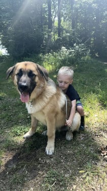 Leonberger/malamute pup