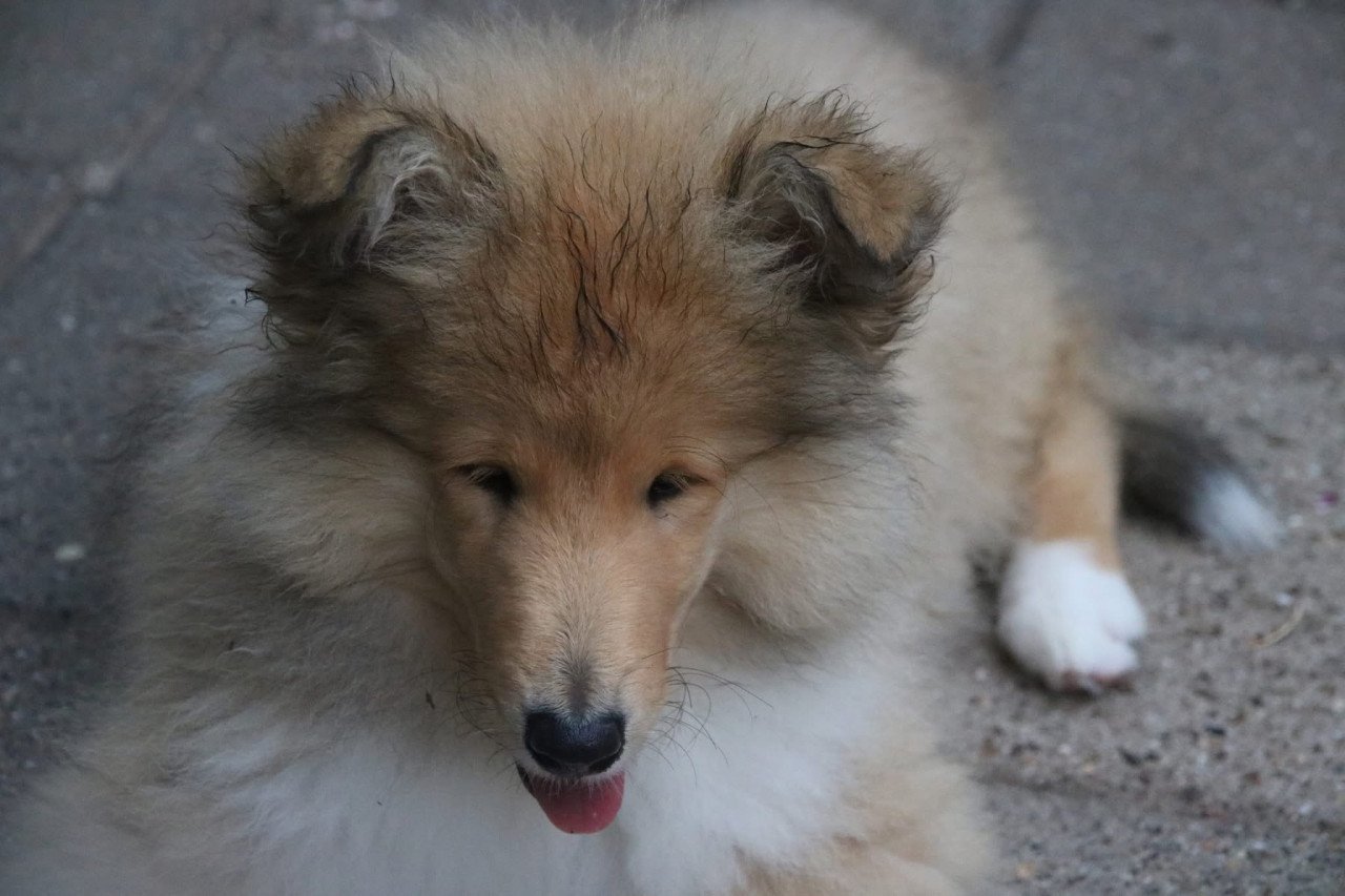 Schotse Collie pups