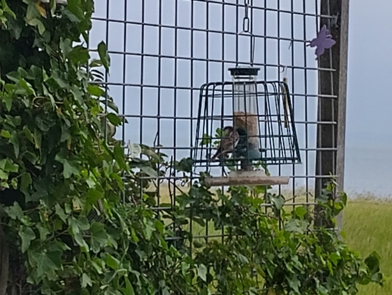 VOERKOOI VOOR VOGELS voor buiten met opvangbak en voer.