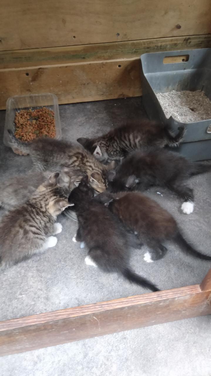 Kittens