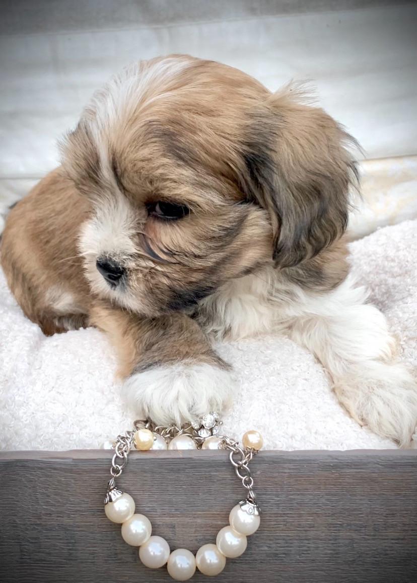Shih Tzu /Maltezer pups