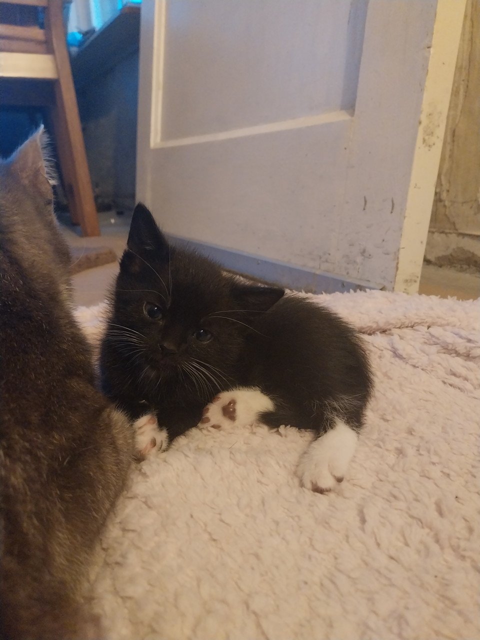 Een zwarte en een gestreepte kitten