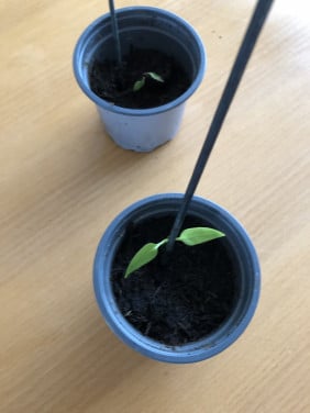 Te koop paprika plantje.(nieuw)