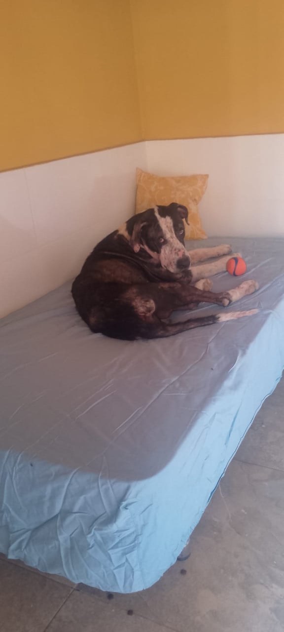 Alora Dog Rescue: Onyx, op tijd gered en nu klaar voor een nieuwe start