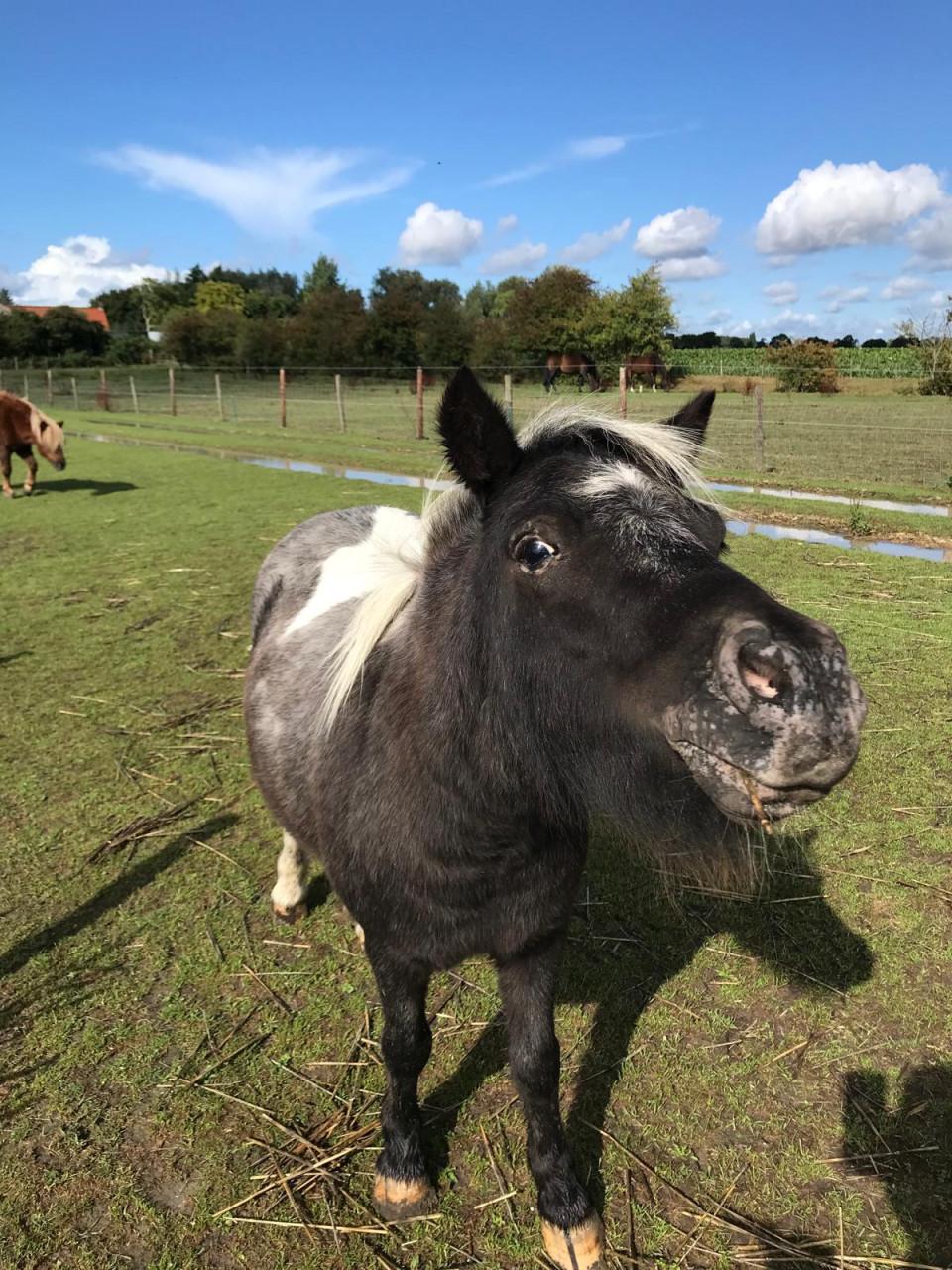 Shetlandpony