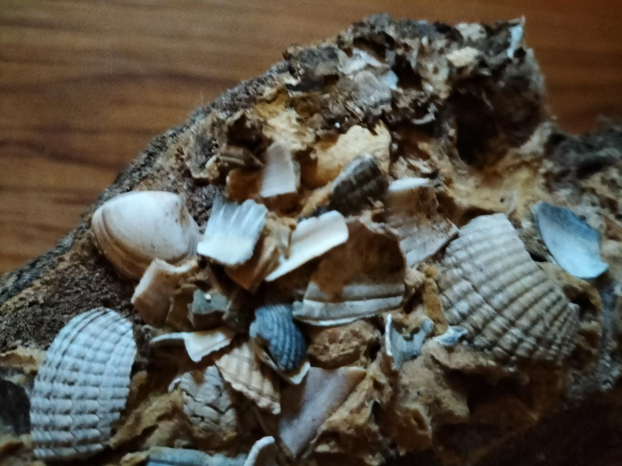 Houten paal met schelpen