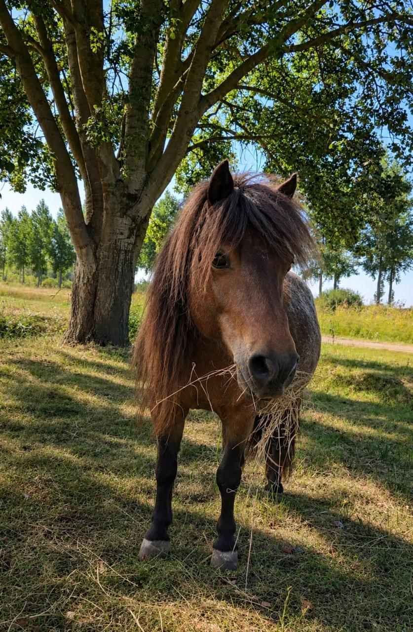 Lieve shetlander merrie