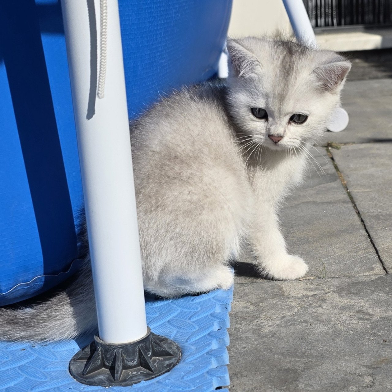 Brits korthaar silver shaded kitten (kater)