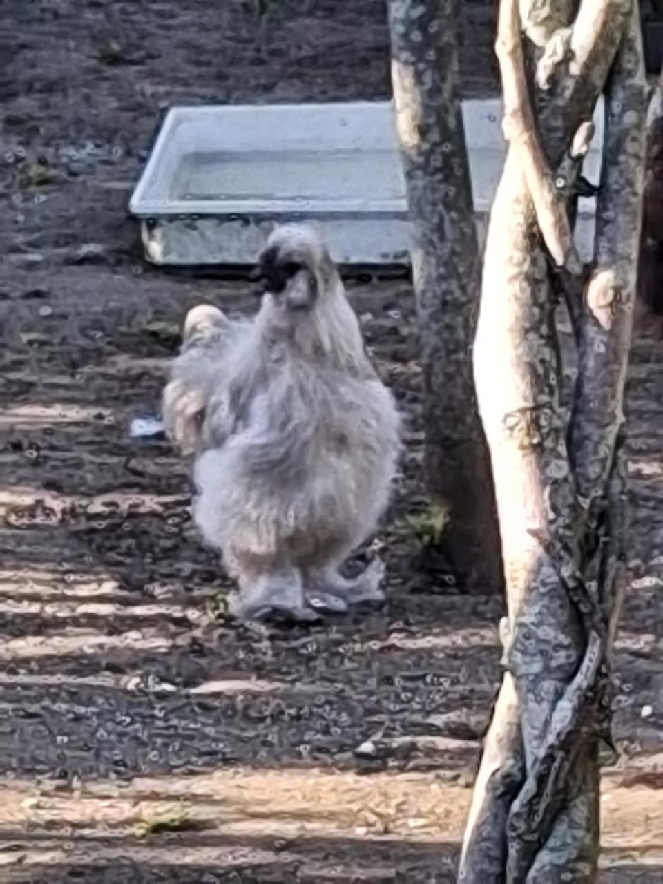 Zijdehoenders beschikbaar