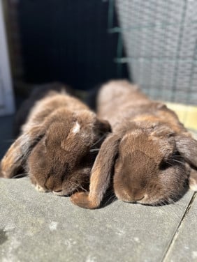Op zoek naar oppas voor 2 Franse hangoren aan huis