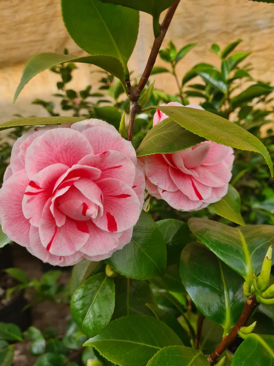 Camelia 'William Bartlett'