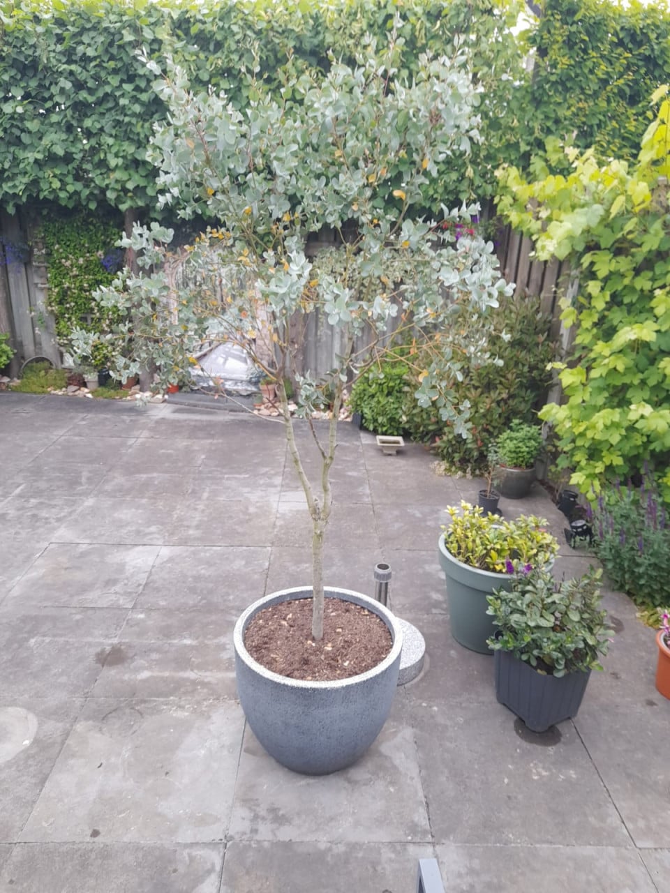 Eucalyptus boompje