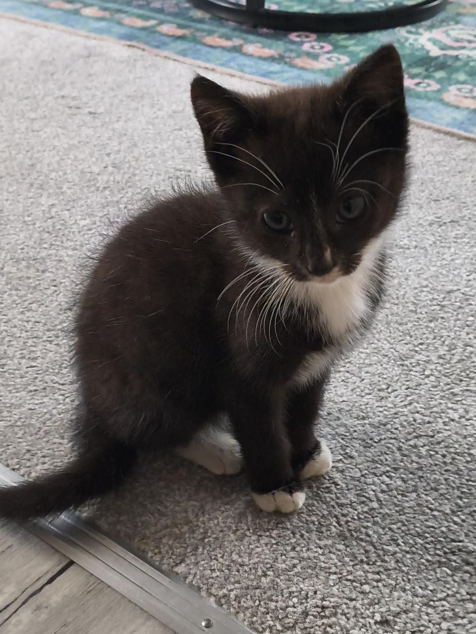 Lief huisje gezocht voor schattige kitten