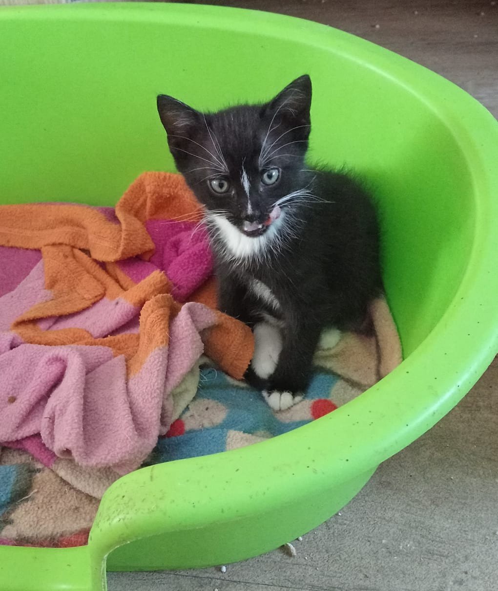 Kittens te koop