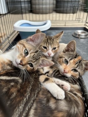 3 lieve boerderijkittens