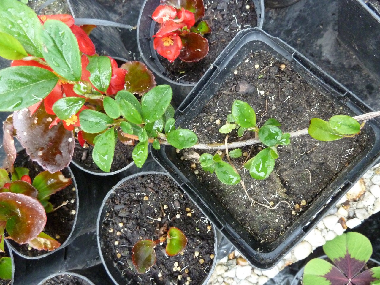 VASTE PLANTEN