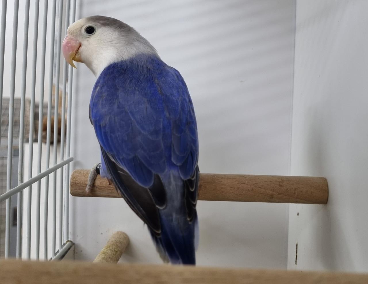 Agapornis fisheries, diverse kleuren