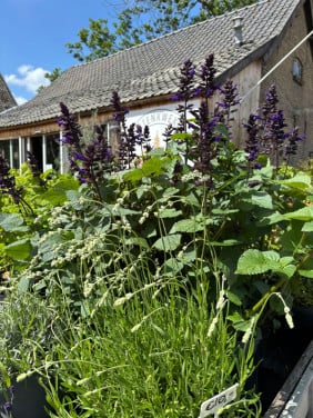 HEMELVAARTSDAG OPEN - PLANTEN EN MEER