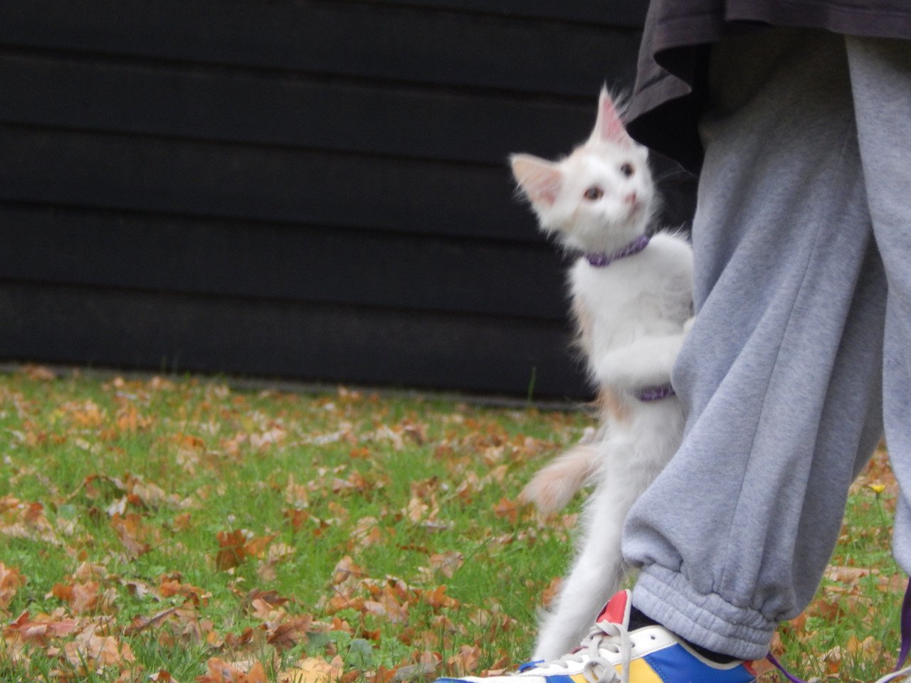 4 maine coon katertjes met stamboom