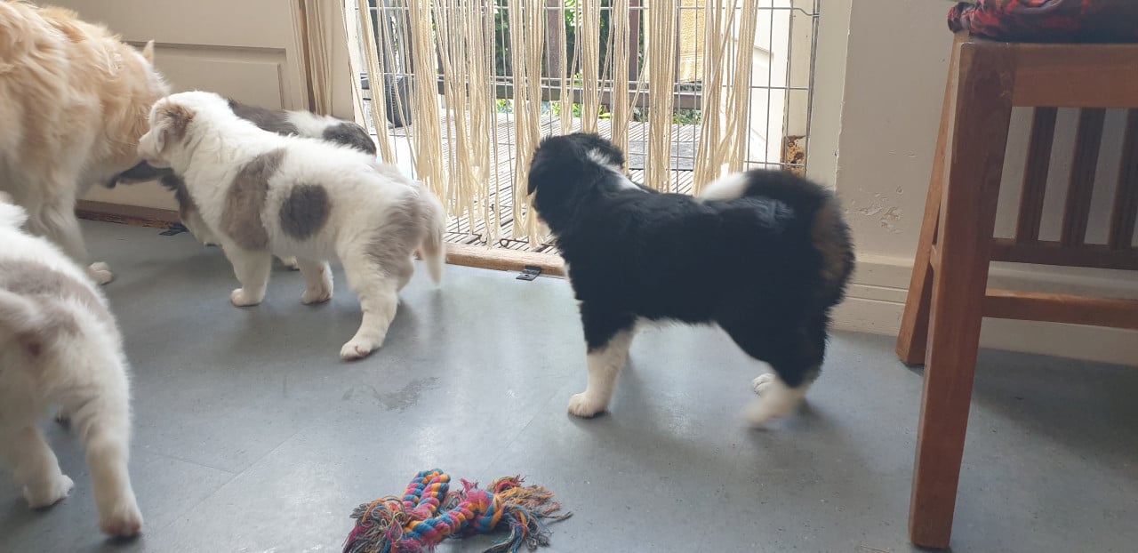 Border Collie