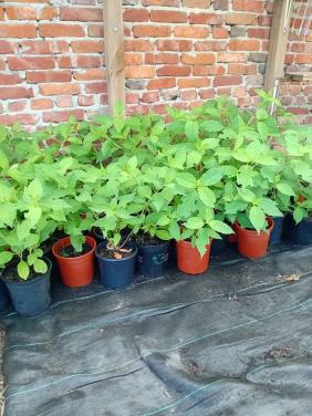 Geel/oranje vlinderstruikjes en witte pluimhortensia's